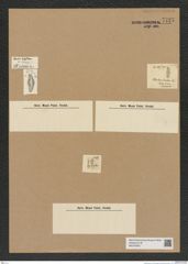 Diatomeae indet. Zeichnungen Sammlung Grunow Nr. 7727 (NHMW-BOT-W0376940)